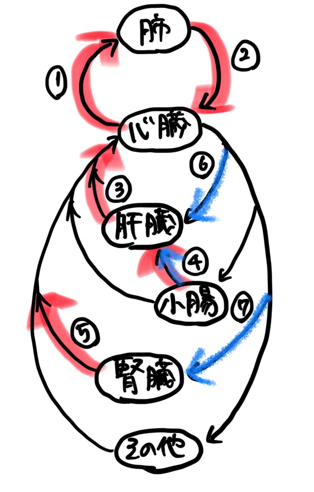 高校生物基礎 体液と循環系 受験 ガチ勢 チート Web問題集サイト