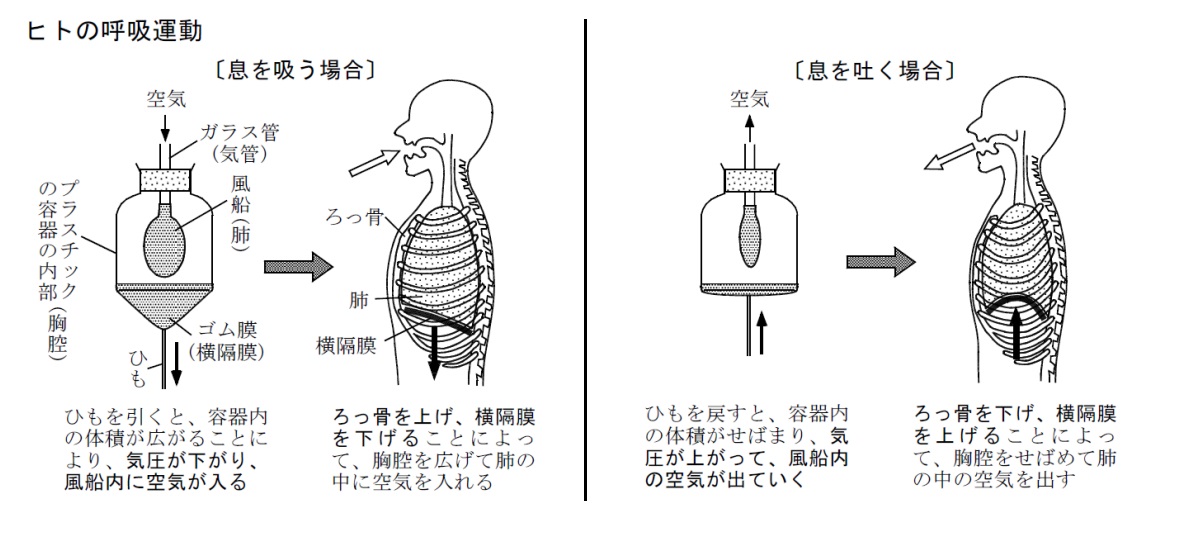 【中学理科まとめ】ヒトの呼吸運動（横隔膜を下げることで、息を吸う）横隔膜＝ゴム膜
